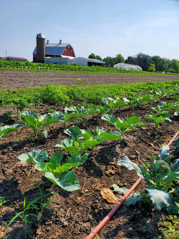 Rows of vegetables thrive at the Johnson County Poor Farm