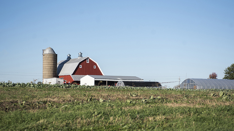 A red barn and other farm buildings surrounded by vegetables planted in lush rows.